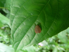 Auchenorrhyncha