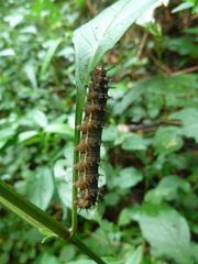 Lepidoptera