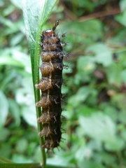 Lepidoptera