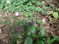 Euriphene