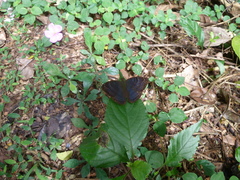 Euriphene