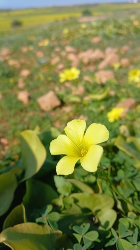 Bermuda buttercup