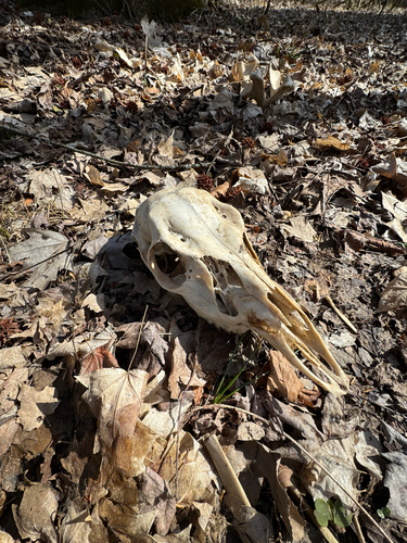 White-tailed Deer photographed in Tennessee