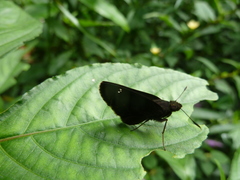 Hesperiidae