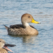 Yellow-billed Pintail - Photo (c) crm211b, some rights reserved (CC BY-NC)