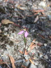 Eriochilus cucullatus