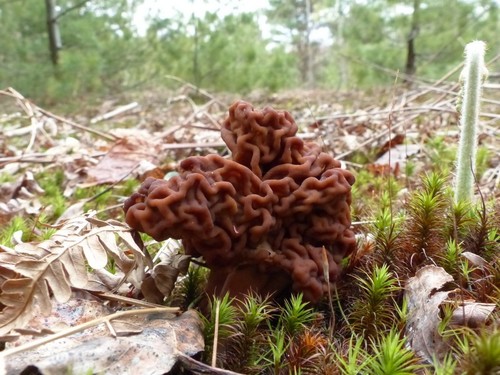 False Morel