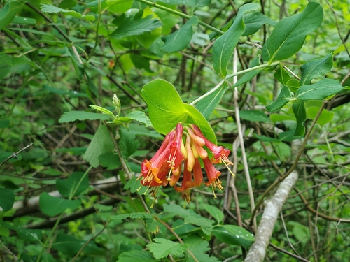 orange honeysuckle (Lonicera ciliosa)