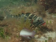 Goniistius rubrolabiatus