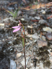 Eriochilus cucullatus