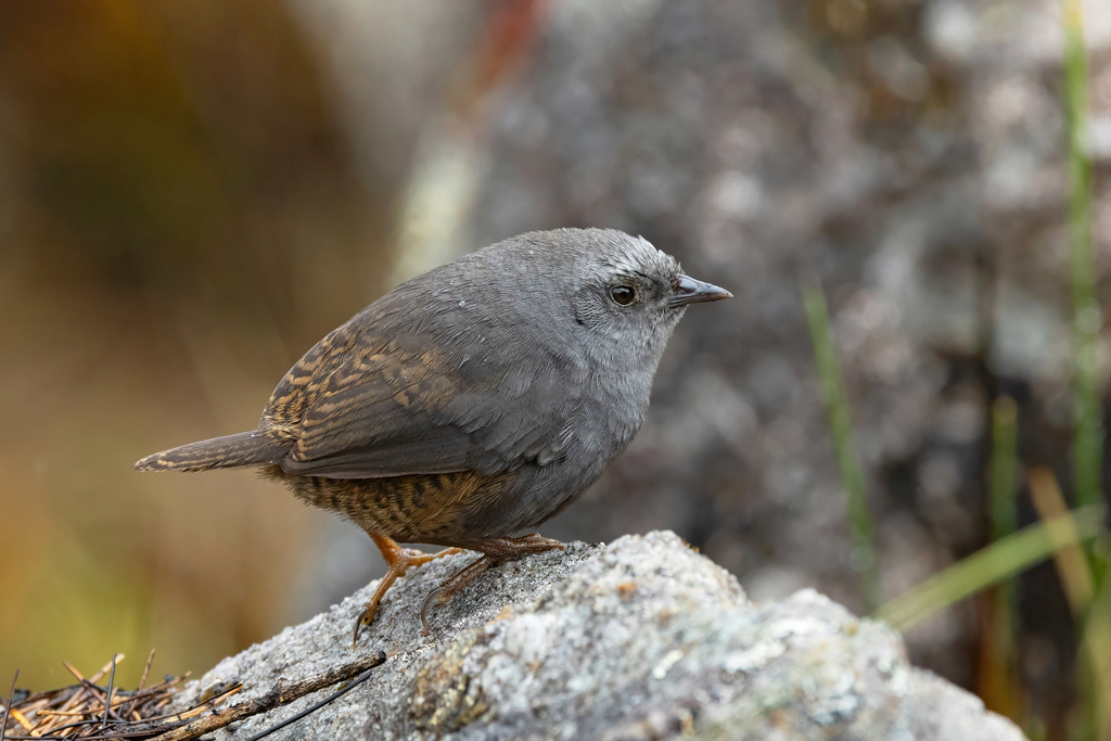 Jalca Tapaculo