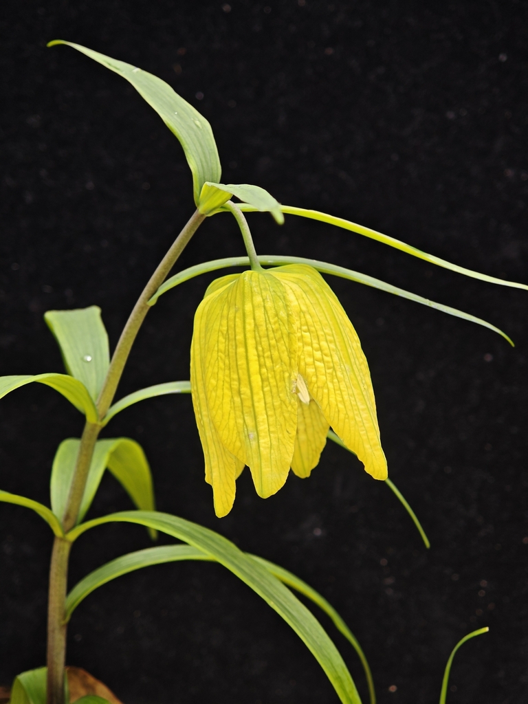 Fritillaria monantha