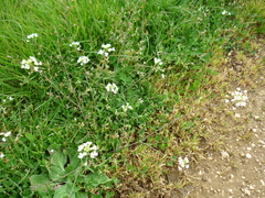 Capsella grandiflora