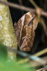 Eryphanis lycomedon