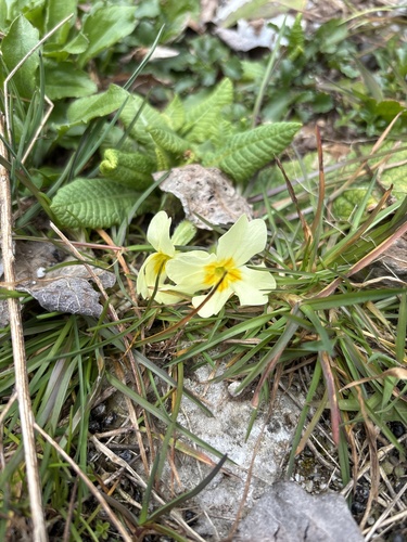 Primrose
