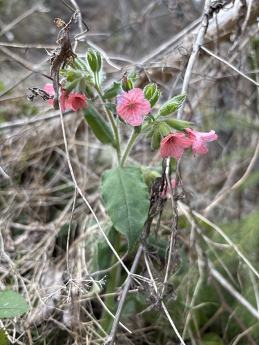 Red Lungwort