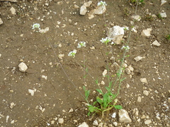 Capsella grandiflora