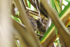 Otus lempiji