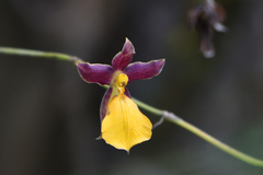 Cyrtochilum aureum