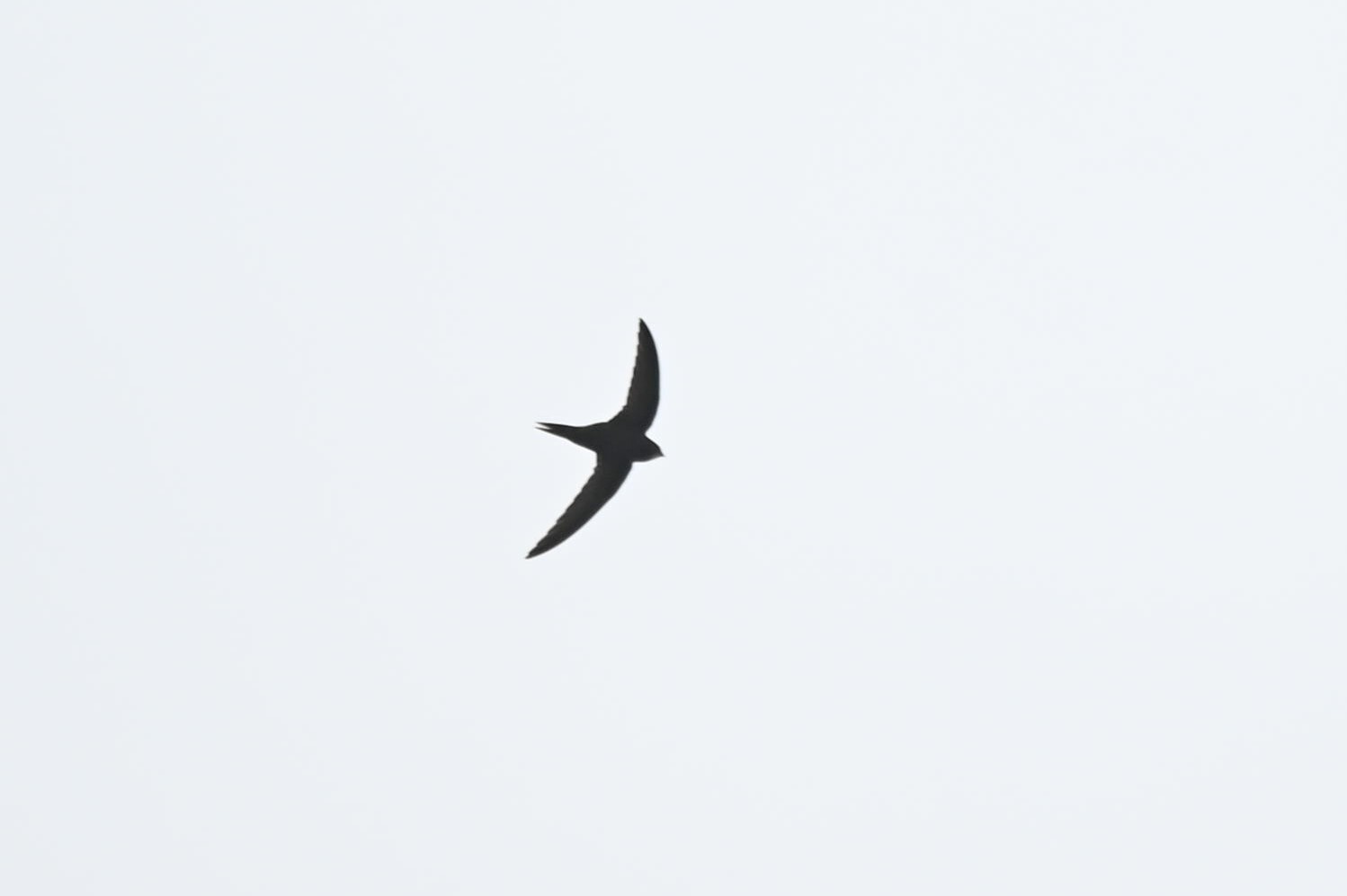 Apus apus (Linnaeus, 1758)