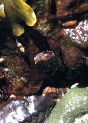 Onchidella borealis image