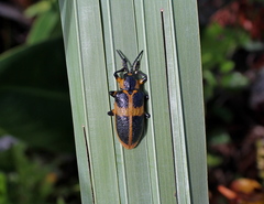 Mecistomela marginata