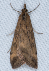 Pyrausta subsequalis