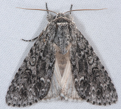 Acronicta marmorata