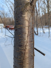 Cerisier De Pennsylvanie (Prunus pensylvanica)