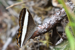 Oressinoma sorata