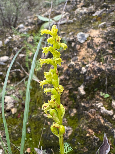 Gennari’s Two-Leaved Orchid (Gennaria diphylla)