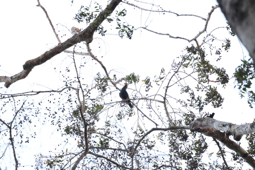 Golden-crested Myna (Ampeliceps coronatus), photo 5