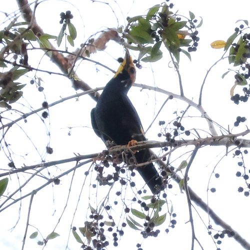 Golden-crested Myna (Ampeliceps coronatus), photo 4