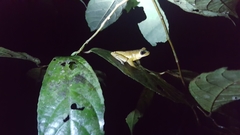 Dendropsophus microcephalus