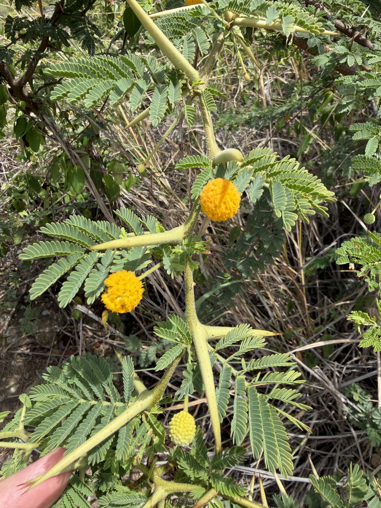 Twisted Acacia (Vachellia tortuosa)