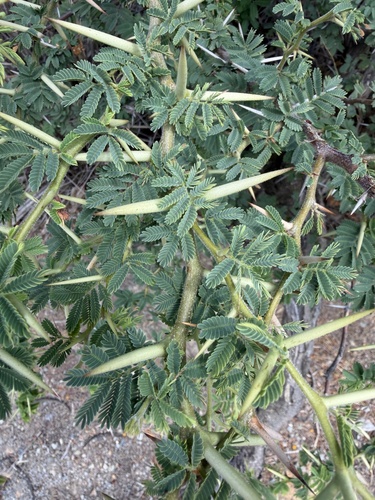 Vachellia tortuosa, photograph 5
