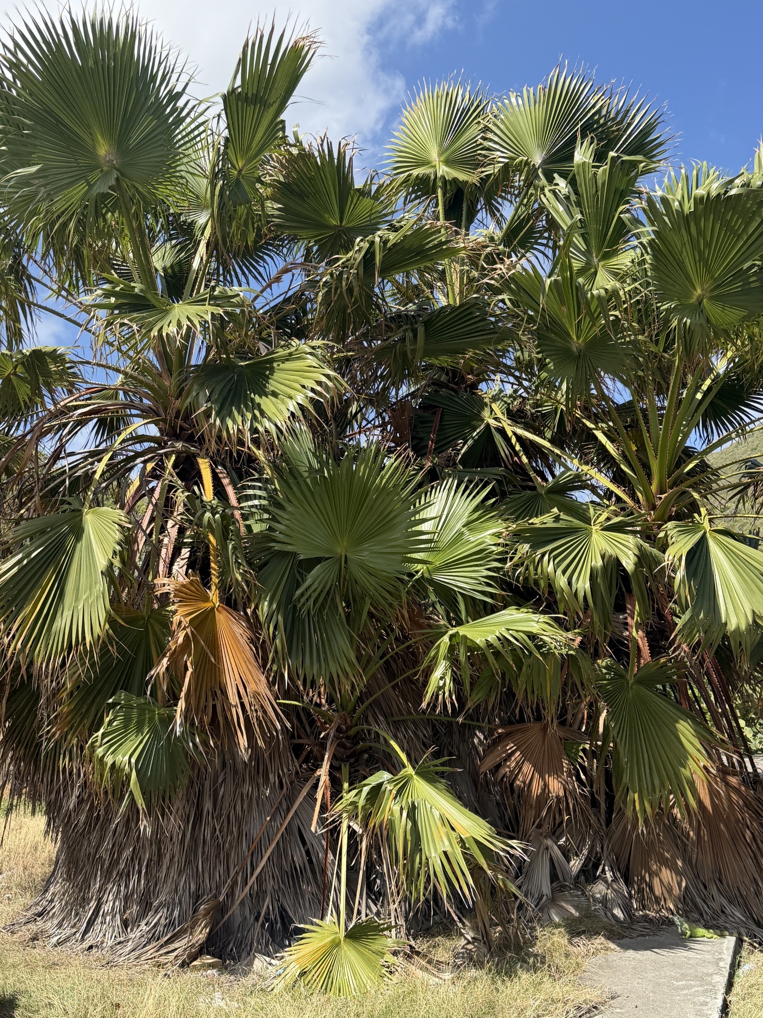 Mexican Fan Palm (Washingtonia robusta)