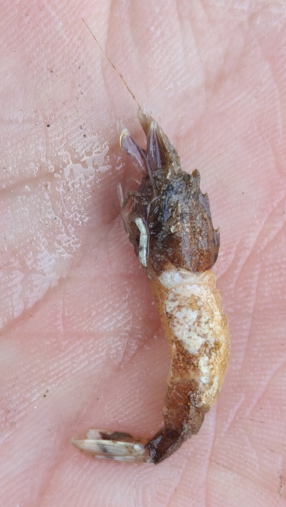 Metacrangon sinensis
