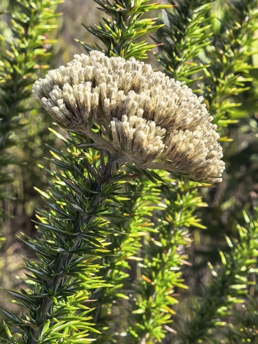 Pointy Blombush (Metalasia acuta)