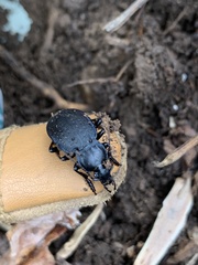 Carabus goryi