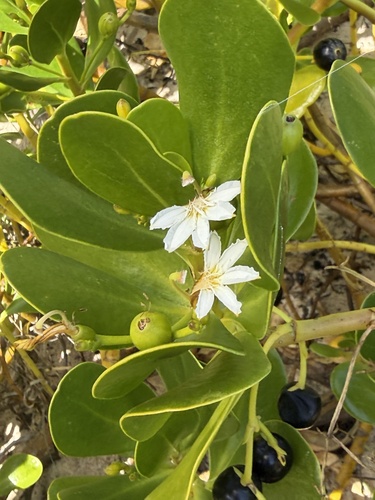 Gullfeed (Scaevola plumieri)