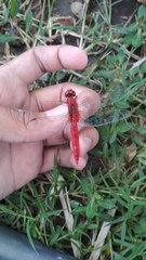 Crocothemis servilia