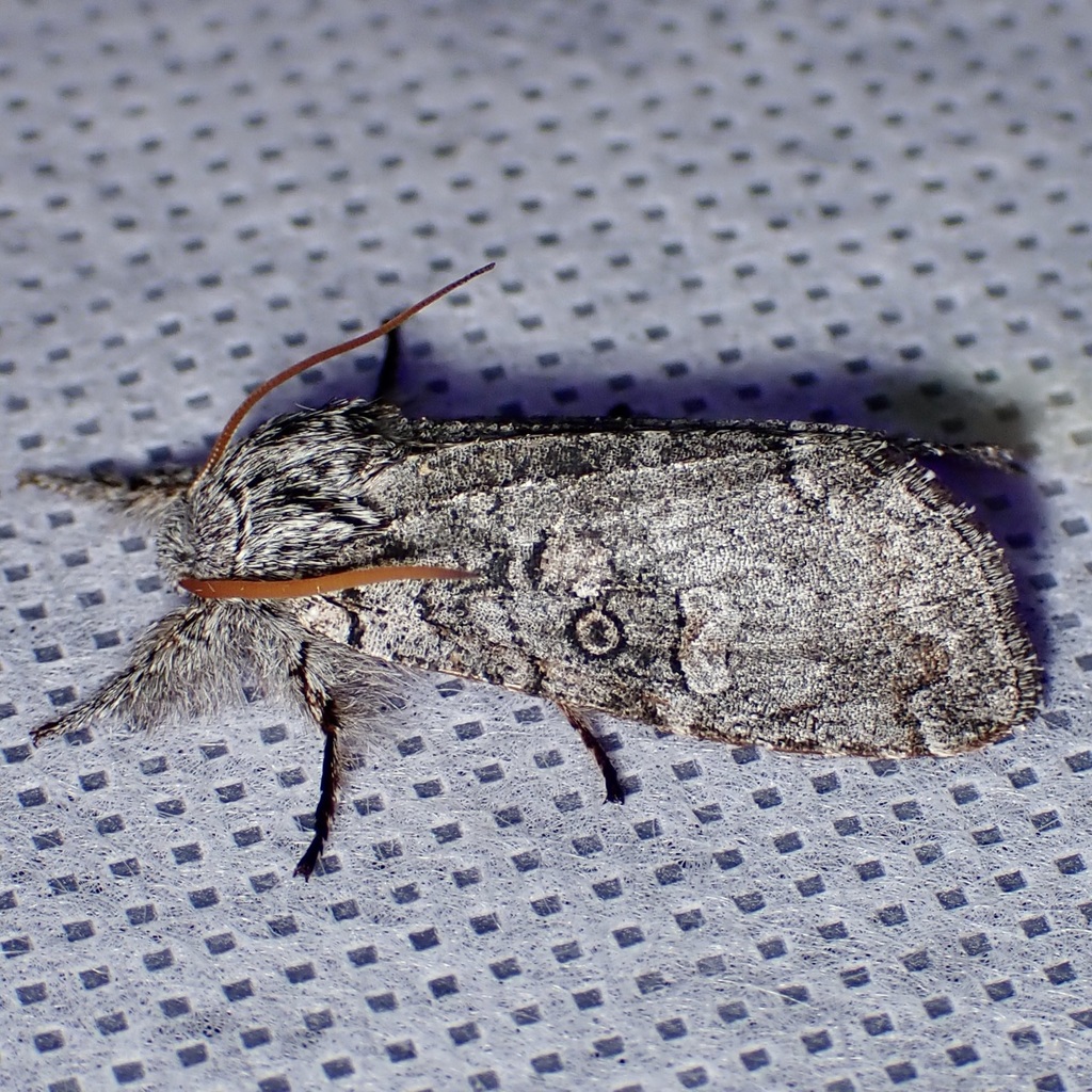 Meleneta antennata