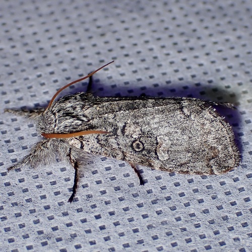 Meleneta antennata