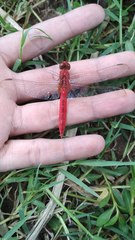 Crocothemis servilia