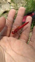 Crocothemis servilia