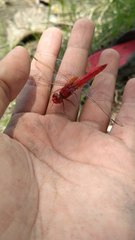 Crocothemis servilia