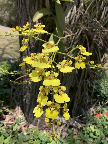 Rossioglossum ampliatum, 2026-03-31