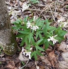 Cardamine concatenata