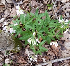 Cardamine concatenata